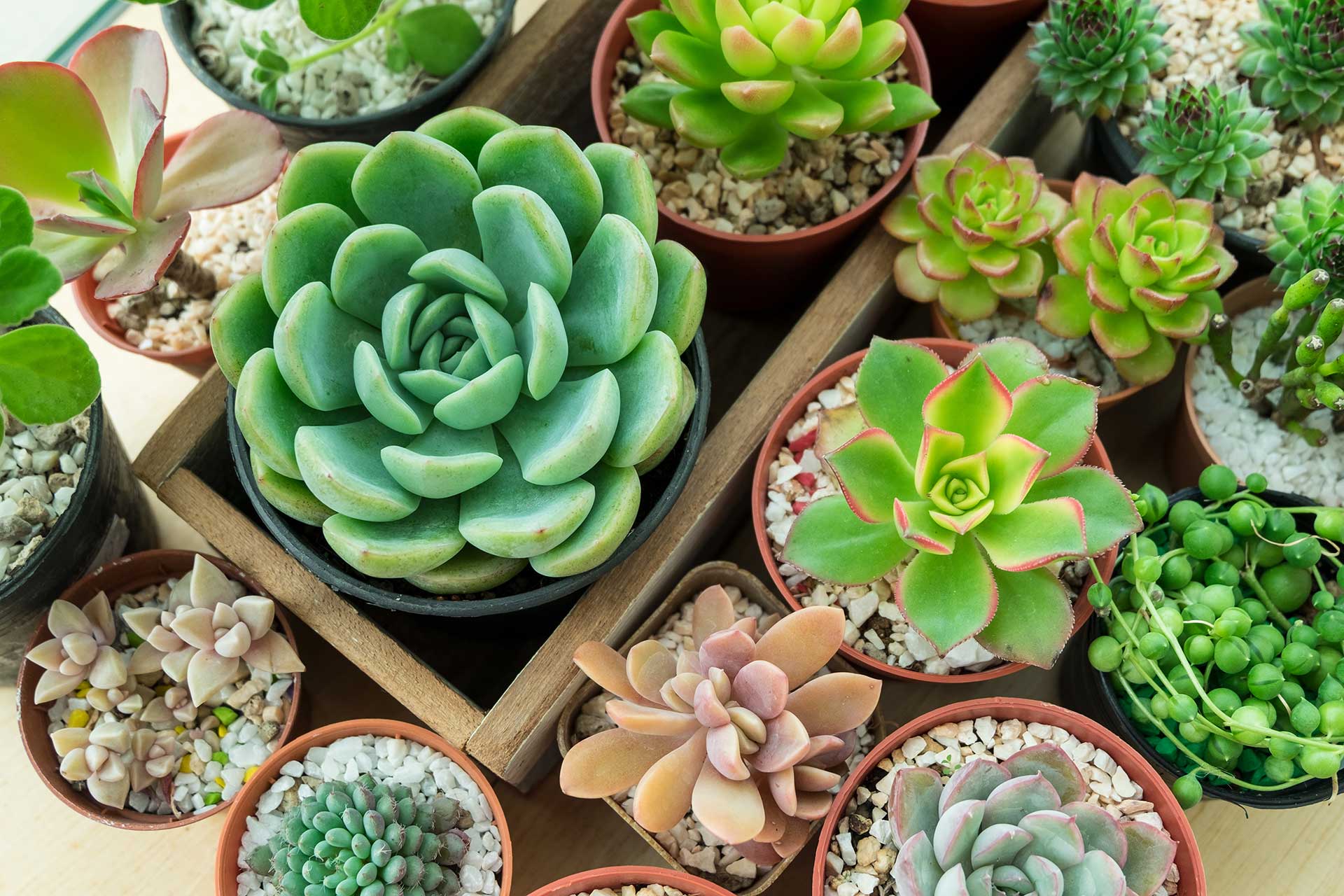 Plantes succulentes : 9 conseils pour les entretenir