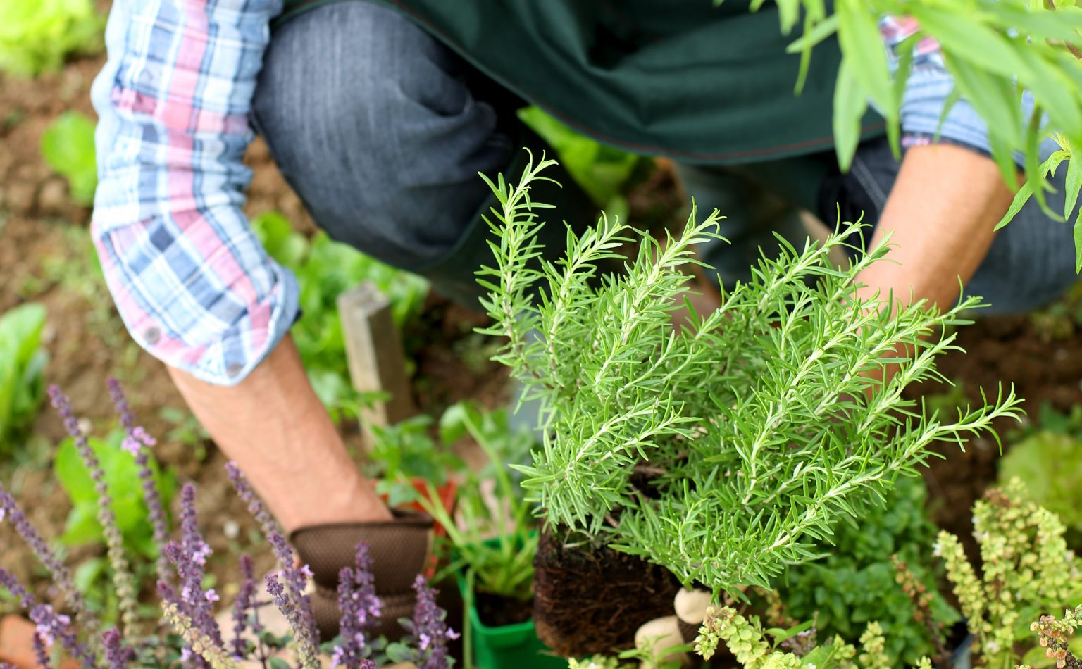 herbe pour la maison